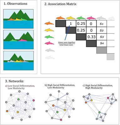 Diversity and Consequences of Social Network Structure in Toothed Whales